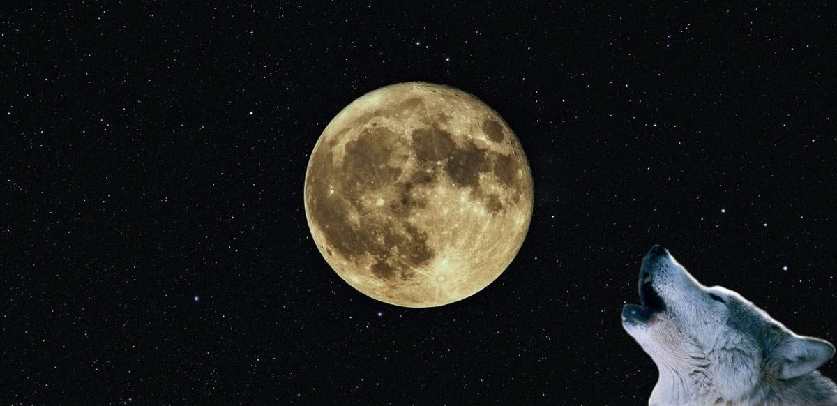 howling-at-moon-4
